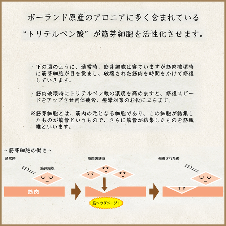 軽練芽楽に含まれているトリテルペン酸が筋芽細胞を活性化させます。